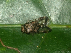 Dipsiathus pallidifrons