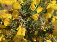 Syrphus octomaculatus