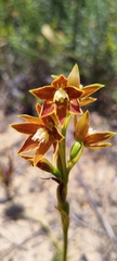 Thelymitra fuscolutea