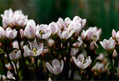 Gentianella patula