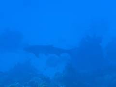 Megalops atlanticus