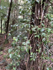 Metrosideros fulgens