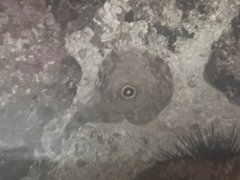 Diplobatis ommata