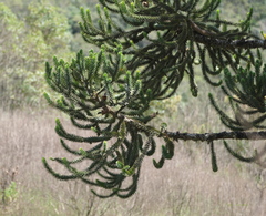 Araucaria angustifolia