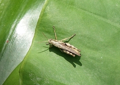 Xenocatantops humilis