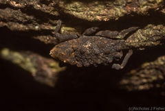 Poropterus variabilis