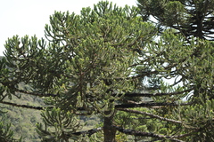 Araucaria angustifolia