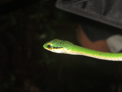 Leptophis ahaetulla