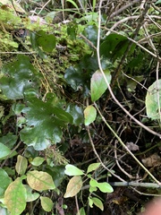 Hymenophyllum nephrophyllum