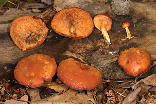 Gymnopilus (Photo 2 of 3)