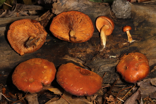 Gymnopilus (Photo 3 of 3)