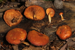 Gymnopilus