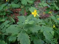 Chelidonium majus