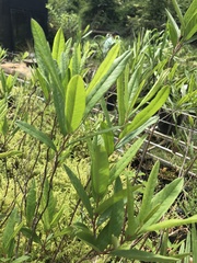 Ipomoea cavalcantei