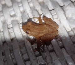 Raorchestes luteolus