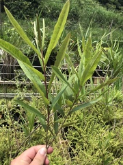 Ipomoea cavalcantei