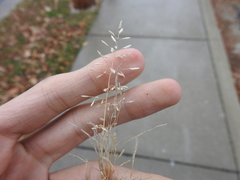Eragrostis minor