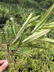 Ipomoea cavalcantei