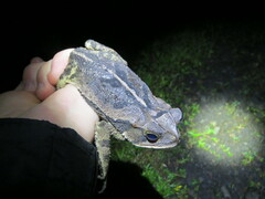 Incilius melanochlorus