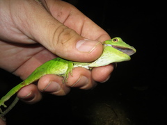 Anolis biporcatus