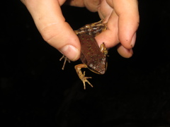 Lithobates warszewitschii