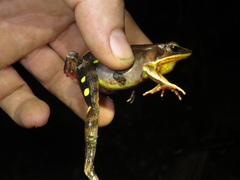 Lithobates warszewitschii