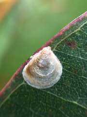 Creiis lituratus
