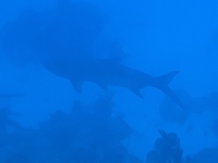 Megalops atlanticus