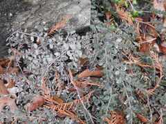 Euphorbia prostrata