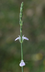 Rostellularia adscendens