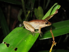 Craugastoridae