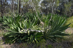 Agave vivipara
