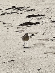 Limosa