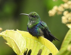 Thalurania furcata