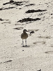 Limosa