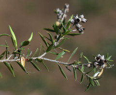 Melaleuca bracteata