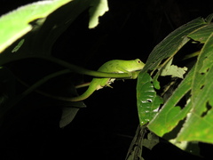 Anolis biporcatus