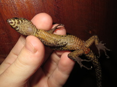 Lepidophyma flavimaculatum