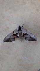 Smerinthus saliceti