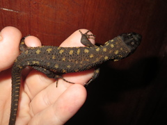 Lepidophyma flavimaculatum