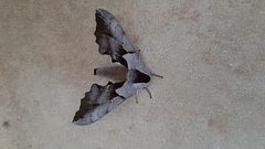 Smerinthus saliceti