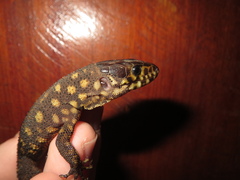 Lepidophyma flavimaculatum