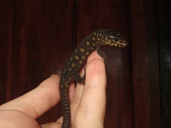 Lepidophyma flavimaculatum