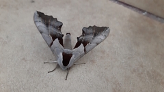 Smerinthus saliceti