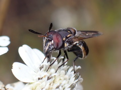 Copestylum limbipenne