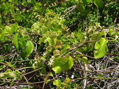 Echites agglutinatus