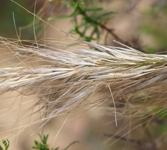 Austrostipa mollis