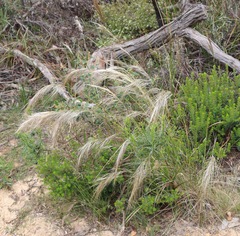 Austrostipa mollis