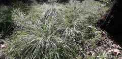 Muhlenbergia
