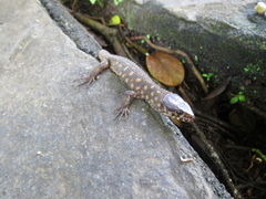 Lepidophyma flavimaculatum